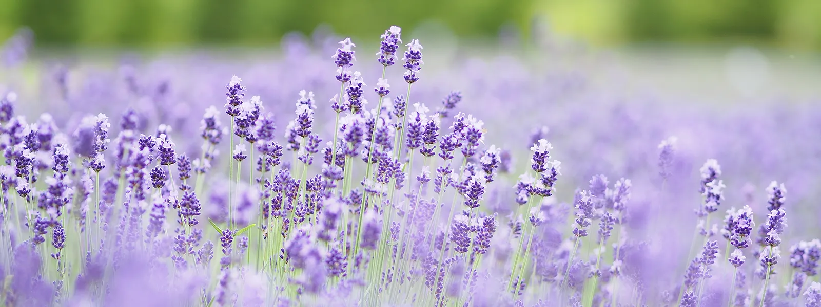 インフォメーション